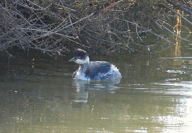 Cabussó collnegre  - Eulàlia Maspons
