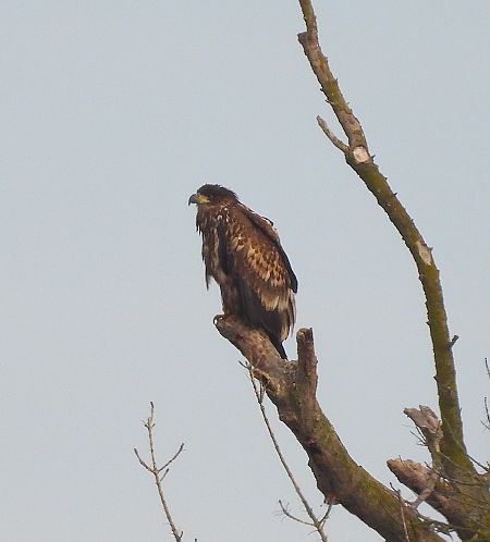 Àguila marina  - Eulàlia Maspons