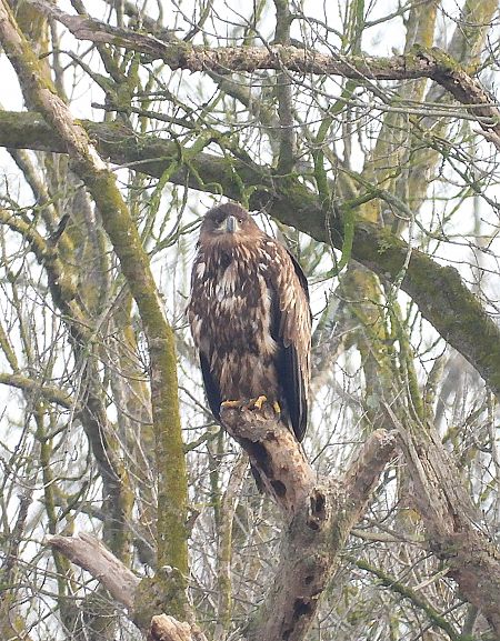 Àguila marina  - Eulàlia Maspons