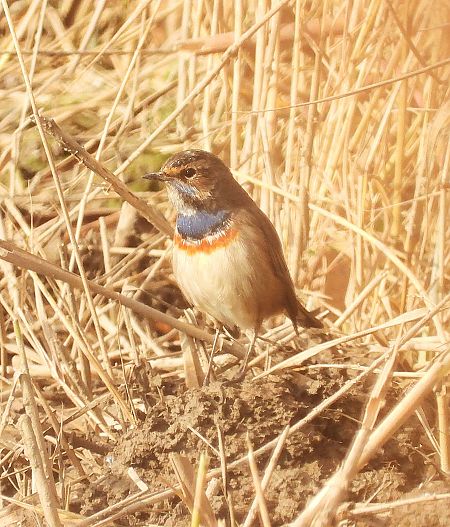 Cotxa blava  - Eulàlia Maspons