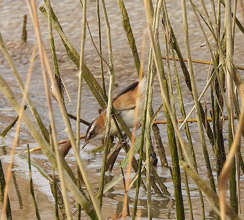 Boscarla mostatxuda  - Eulàlia Maspons
