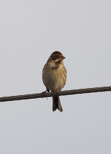 Repicatalons  - Eulàlia Maspons