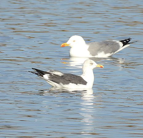 Gavià fosc  - Eulàlia Maspons
