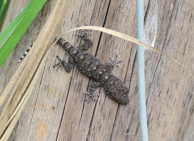 Dragó comú  - Toni Alonso Jardí