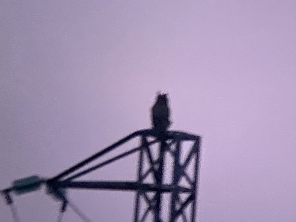 Duc  - Àlex Rollan Vallbona