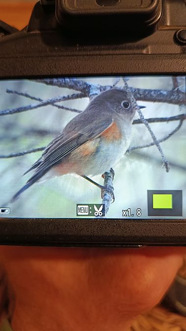 Cotxa cuablava  - Pau Garcia Campderròs