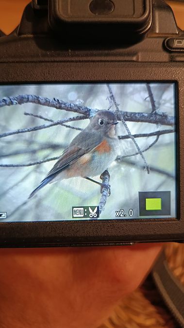 Robin à flancs roux  - Pau Garcia Campderròs
