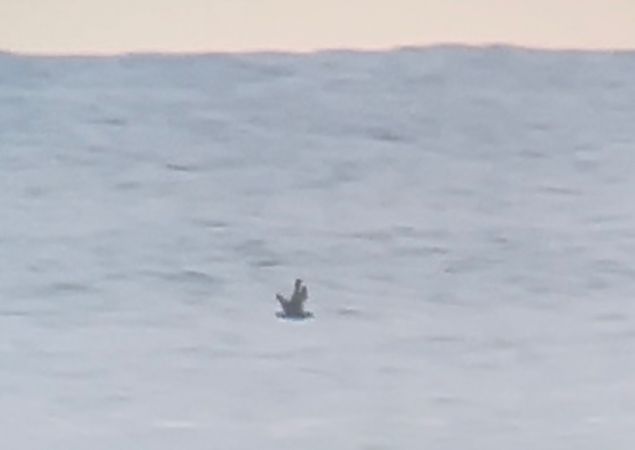 Paràsit gros  - Jan Bisschop