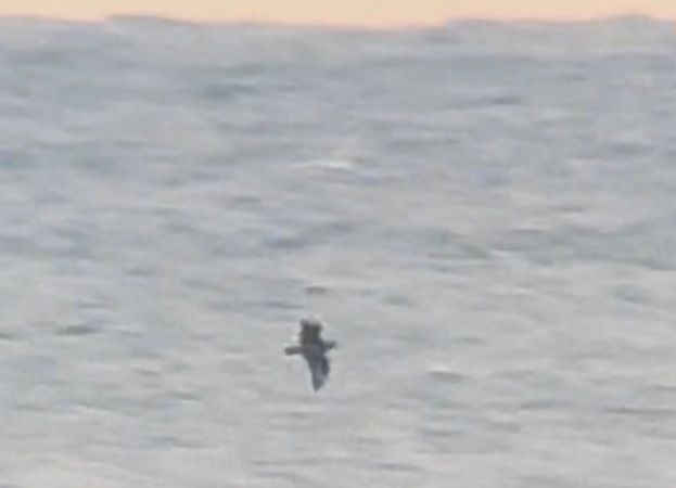 Paràsit gros  - Jan Bisschop