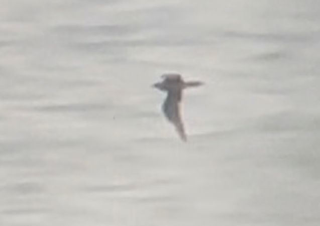 Paràsit cuapunxegut  - Jan Bisschop