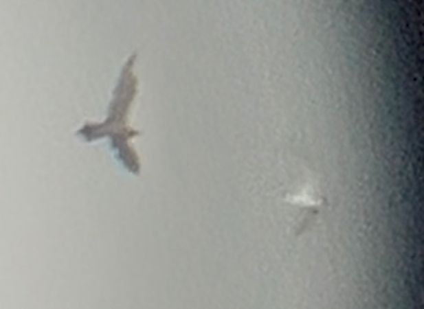 Paràsit cuapunxegut  - Jan Bisschop