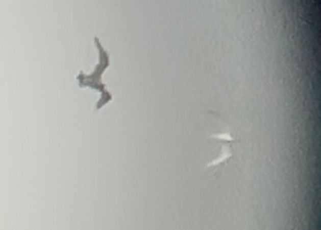 Paràsit cuapunxegut  - Jan Bisschop