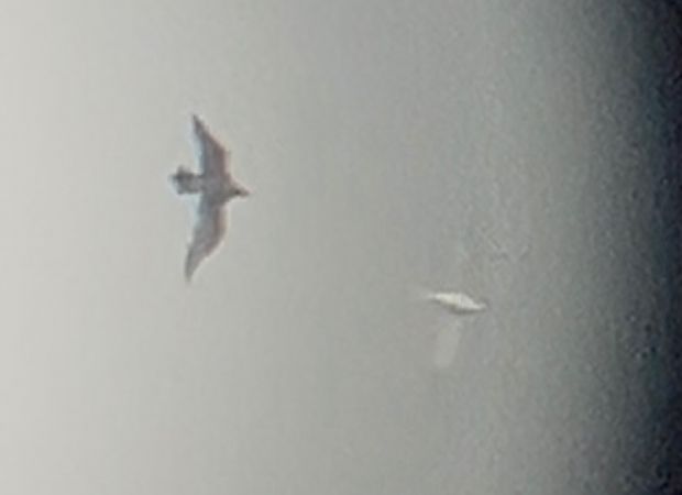 Paràsit cuapunxegut  - Jan Bisschop