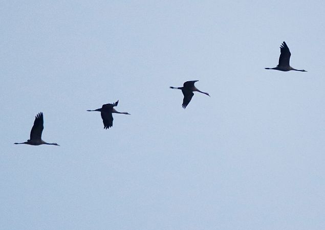 Grua  - Jan Bisschop