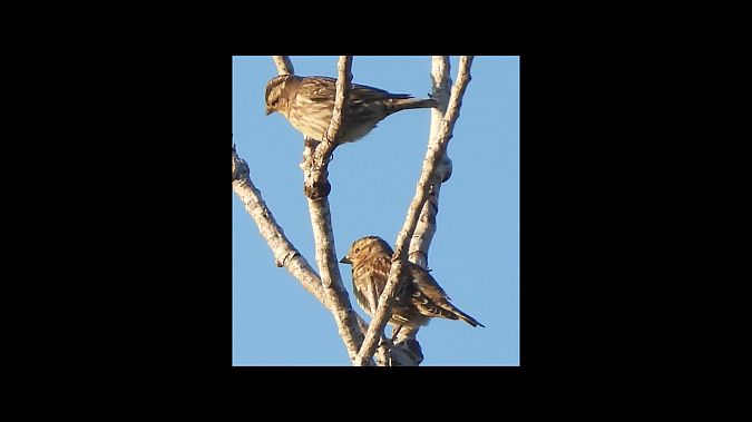 Pardal roquer  - Ramon Ferré Sánchez