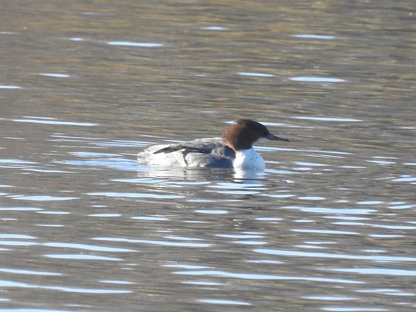Bec de serra gros  - Xavier Elizondo