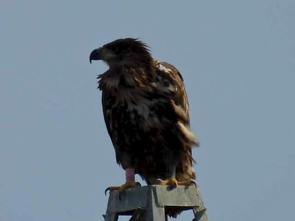 Àguila marina  - Francesc Rivero