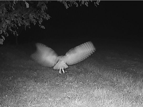 Òliba  - Francesc Moncasí Salvia