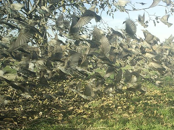 Estornell vulgar  - Francesc Moncasí Salvia