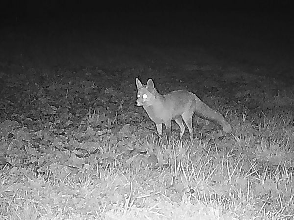 Guineu, guilla  - Francesc Moncasí Salvia