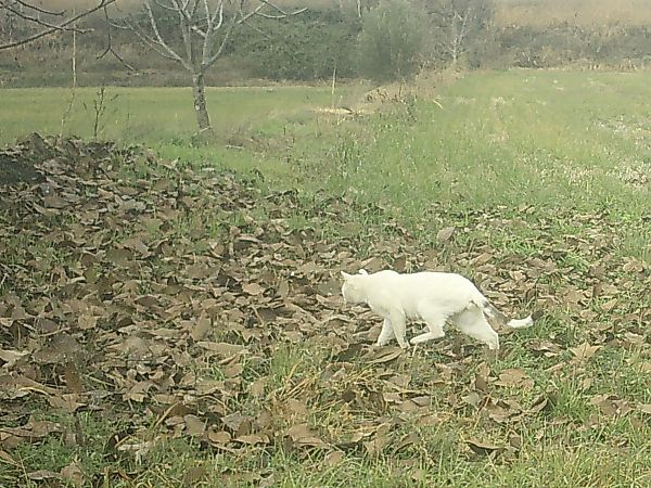 Gat domèstic  - Francesc Moncasí Salvia