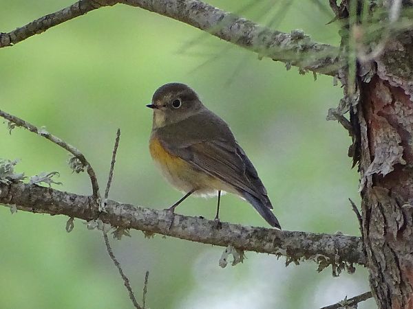 Cotxa cuablava  - Víctor Díaz