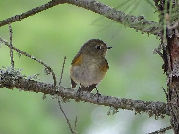 Cotxa cuablava  - Víctor Díaz