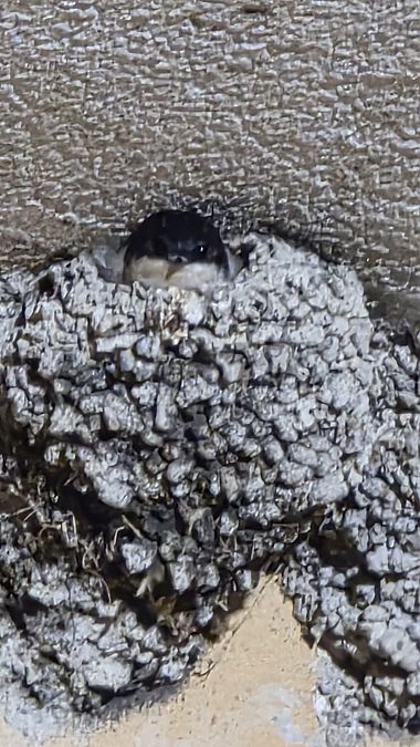 Oreneta cuablanca  - anònim