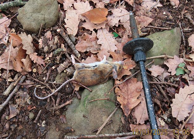 Ratolí (Apodemus)  - Carme Juanola