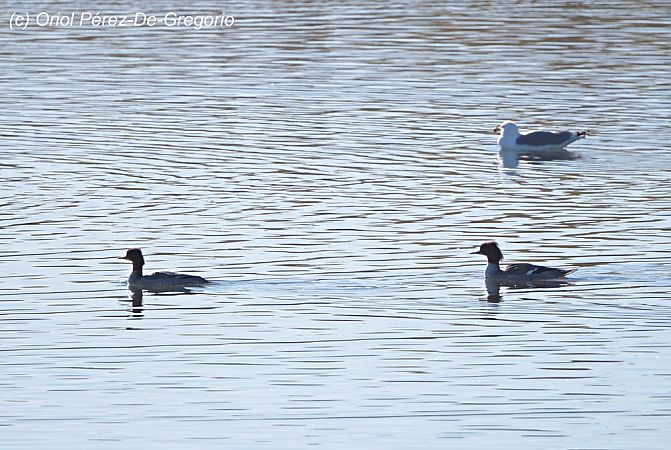 Bec de serra gros  - Miquel Àngel Pérez-de-Gregorio Capella