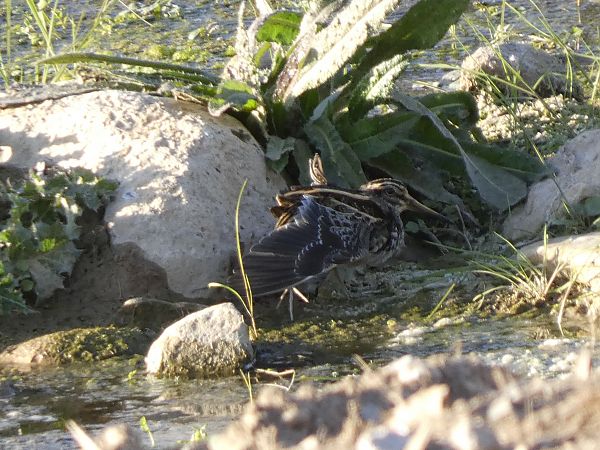 Becadell sord  - Andrew Clarke