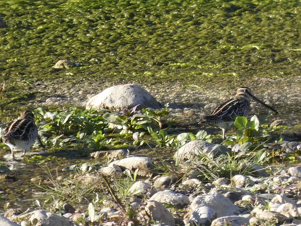 Becadell comú  - Andrew Clarke