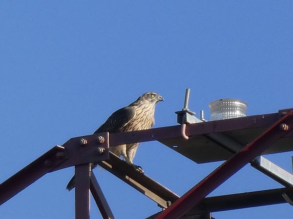 Astor  - Andrew Clarke