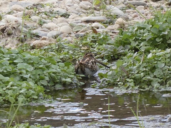 Becadell sord  - Andrew Clarke