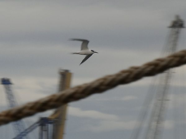 Xatrac becllarg  - Andrew Clarke