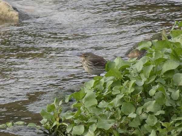 Grasset de muntanya  - Andrew Clarke