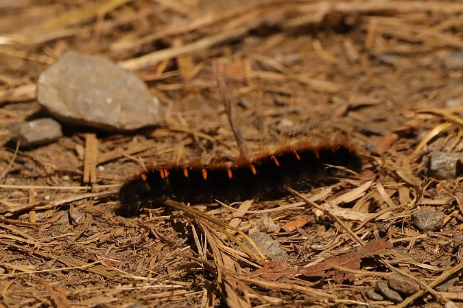Macrothylacia rubi  - Oscar Bargalló