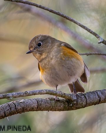 Cotxa cuablava  - Manuel Pineda M.