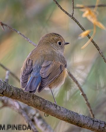 Cotxa cuablava  - Manuel Pineda M.