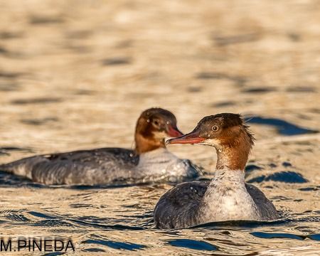 Bec de serra gros  - Manuel Pineda M.