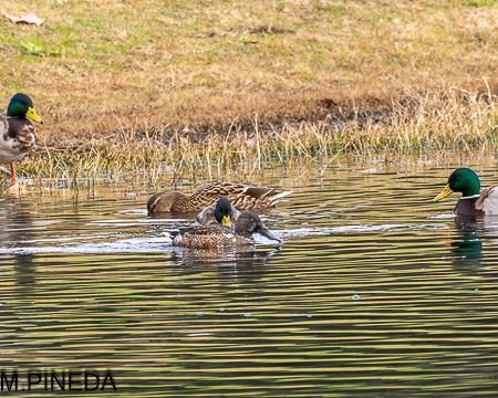 Ànec cullerot  - Manuel Pineda M.