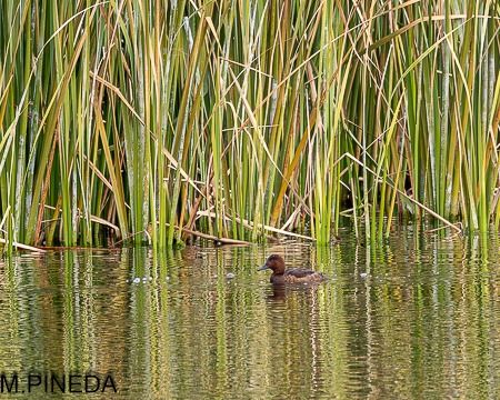 Morell xocolater  - Manuel Pineda M.