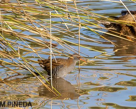 Rascló  - Manuel Pineda M.