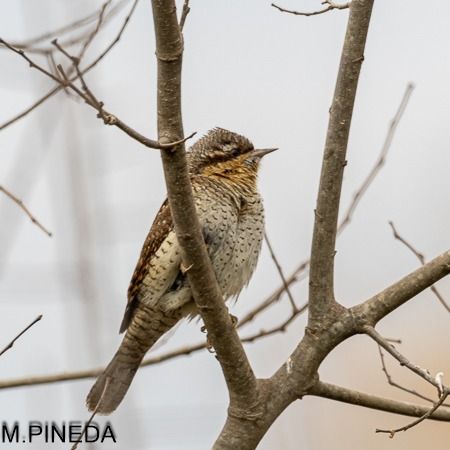 Colltort  - Manuel Pineda M.