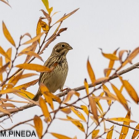 Cruixidell  - Manuel Pineda M.