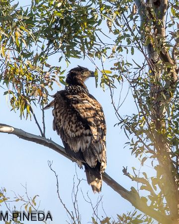 Àguila marina  - Manuel Pineda M.