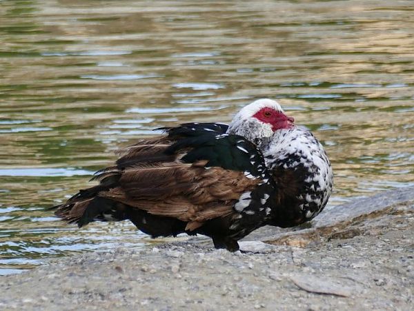 Ànec mut domèstic  - Josep M. Palau Garrabou