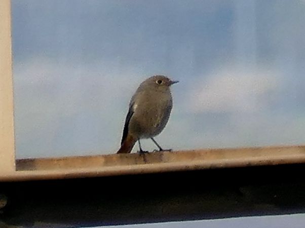 Cotxa fumada  - Josep M. Palau Garrabou