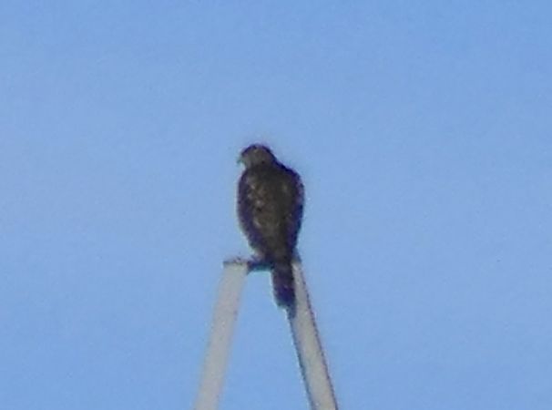 Falcó pelegrí  - Josep M. Palau Garrabou