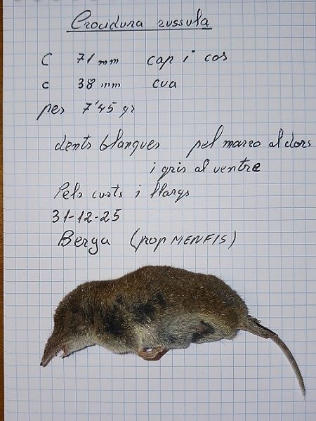 Musaranya comuna  - Miquel Batriu Vilaró